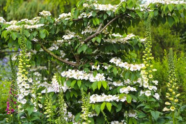 Çiçekli Viburnum Plicatum Yaz Kar Tanesi ve Digitalis Purpurea Alba Foxglove