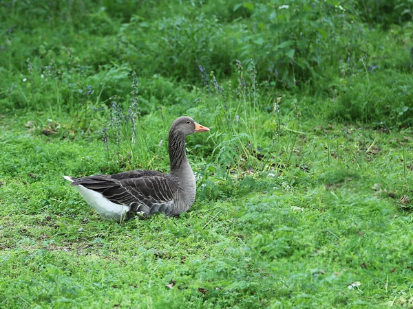 Greater Greylag Goose Sitting Green Grass Gardens — Stock Photo, Image