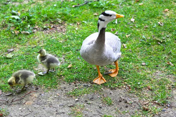 Oie Rayée Tête Bar Avec Oisons Marchant Sur Herbe Verte — Photo