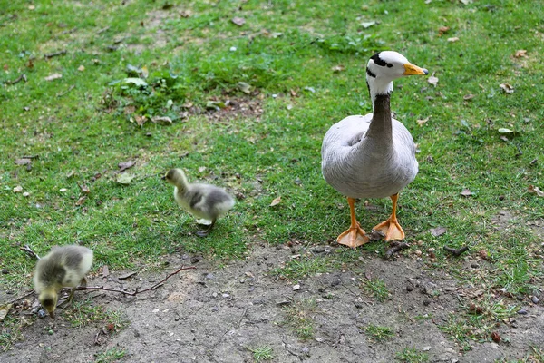 Ganso Rayas Con Cabeza Ganso Con Eslingas Caminando Sobre Hierba — Foto de Stock