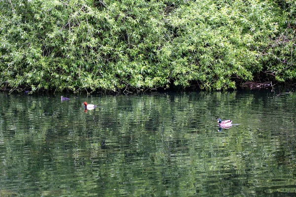 Yeşil ağaçlarla kaplı kıyıların yansıtıldığı, su kuşlarının olduğu bir göl..