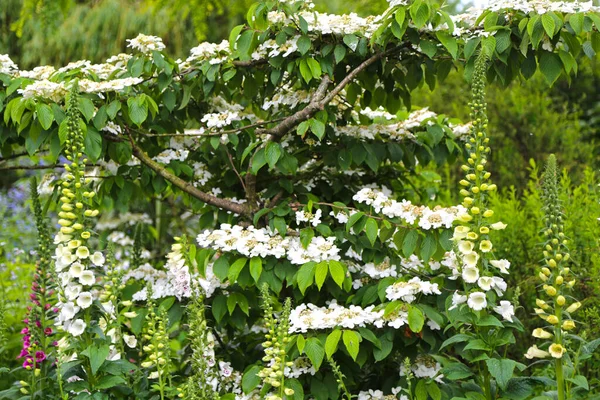 Çiçekli Viburnum Plicatum Yaz Kar Tanesi ve Digitalis Purpurea Alba Foxglove