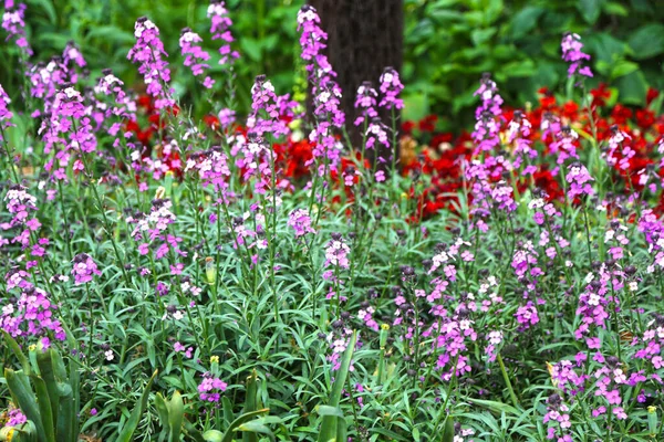 Çiçekli Erysimum linifolium Bowles Leylak rengi Perennial Wallflower İlkbahar günü