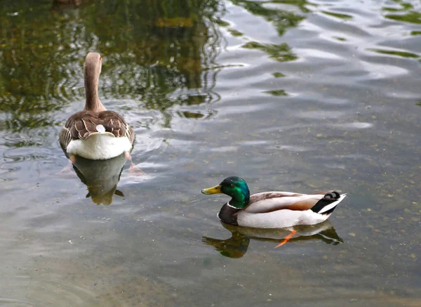 Lago Con Uccelli Acquatici Germano Reale Anas Platyrhynchos Anatra Dilettante — Foto Stock