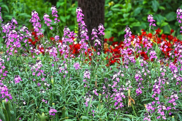 Çiçekli Erysimum linifolium Bowles Leylak rengi Perennial Wallflower İlkbahar günü