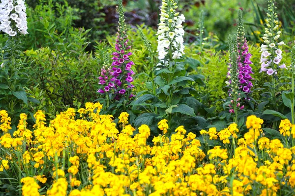 Çiçekli Viburnum Plicatum Yaz Kar Tanesi ve Digitalis Purpurea Alba Foxglove