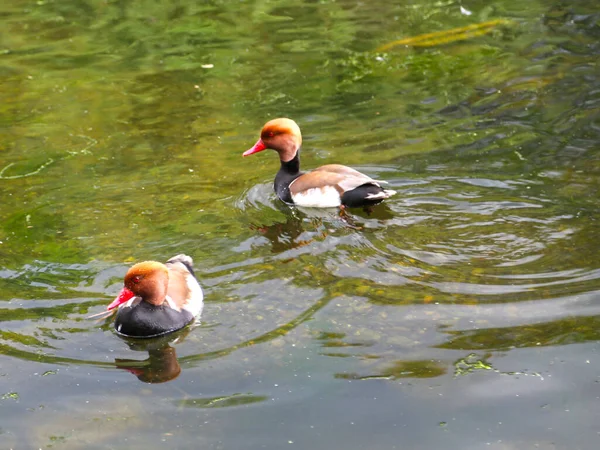 Pokard Cresta Roja Netta Rufina Gran Pato Buceo Nadando Superficie — Foto de Stock