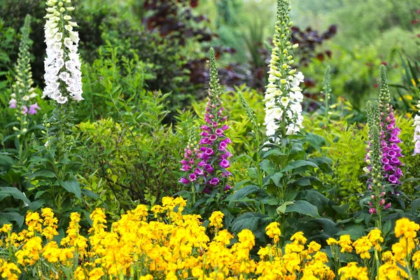 Çiçekli Viburnum Plicatum Yaz Kar Tanesi ve Digitalis Purpurea Alba Foxglove