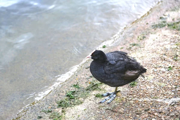 Rallidi Fulica Atra Folaga Comune Uccelli Acquatici Piedi Vicino Fiume — Foto Stock