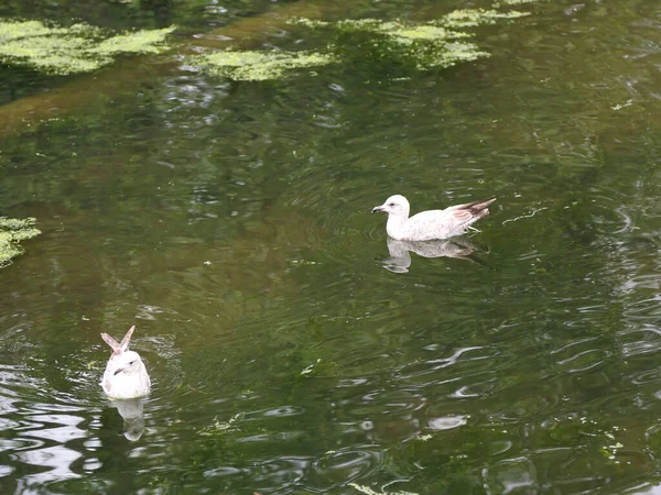 Gabbiano Bianco Grigio Gabbiani Uccello Acqua Durante Giorno Nuotare Sulla — Foto Stock