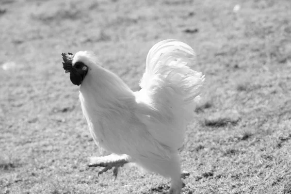 Frango Preto Branco Correndo — Fotografia de Stock