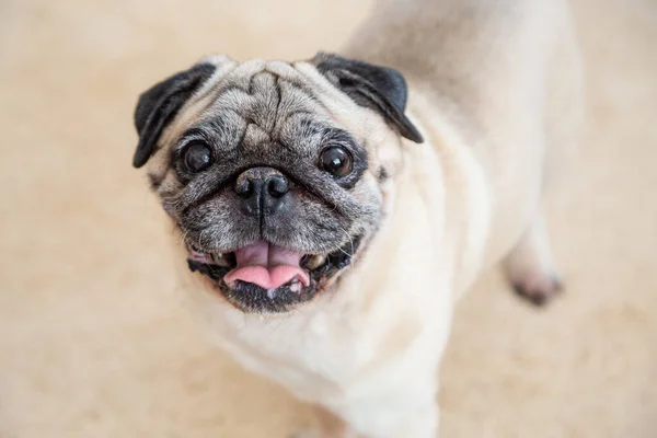 Funny pug dog is looking at the camera