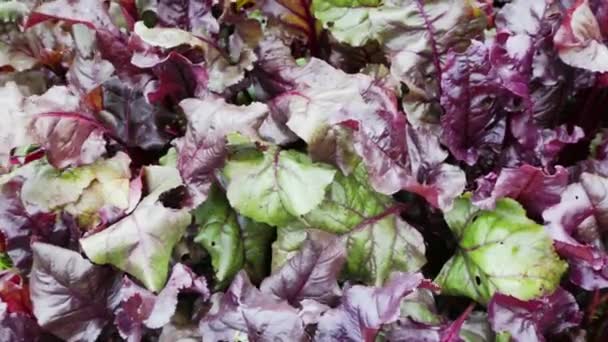 Frunzele Salată Roșie Leagănă Vânt Close — Videoclip de stoc