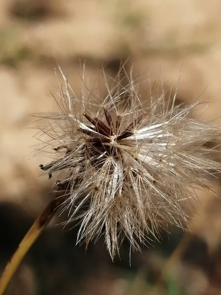 Небольшой Пушистый Необычный Цветок — стоковое фото