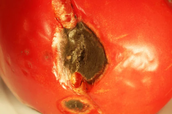 Rotten moldy red tomato with fungus closeup. Molded red tomato.