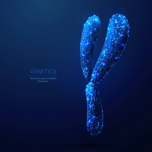 Y-хромосома низькополіпровідна ілюстрація — стоковий вектор
