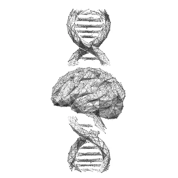 Poli rendah spiral otak dan DNA - Stok Vektor