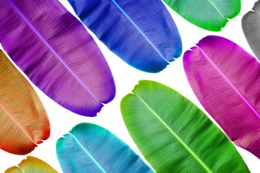 Renkli desenli yaprak beyaz arkaplanda izole.