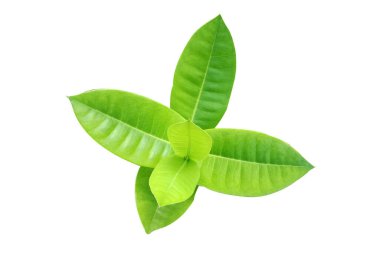 Renkli desenli yaprak beyaz arkaplanda izole.