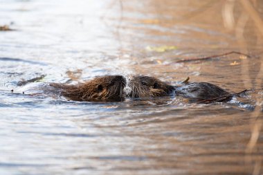 Nutria, coypu otobur, yarı su kemirgeni ırmak yatağında Myocastoridae familyasının bir üyesi, yavru hayvanlar, habintant sulak alanlar, nehir faresi...