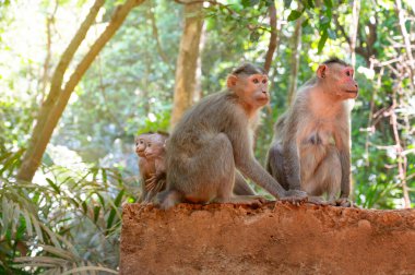 Barbar maymun, iki bebek maymunlu maymun ailesi, tropikal orman Hindistan, vahşi yaşam yağmur ormanları hayvanları, bağ kurma ve ilişki. 