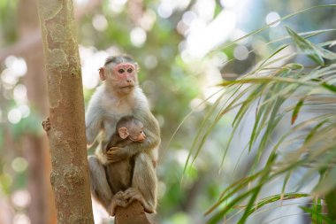 Barbar maymun, bebekle maymun anası, Goa Hindistan 'ın vahşi yaşamı, bir ağaçta oturan orman ve yağmur ormanları hayvanı.