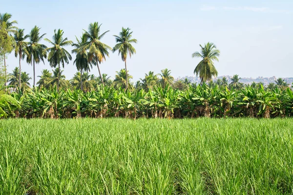 Hindistan 'ın kırsal kesimlerinde pirinç tarlaları, sudaki bitkiler, tarım ekinleri, Asya' da ekilmiş gıda kaynakları, muz ve palmiye ağaçları.
