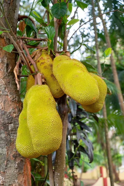 Ağaçta yetişen yeşil kiraz ya da nangka Hindistan 'da tropikal meyve, gıda ekimi ve hasat, Alleppey' de bahçe.