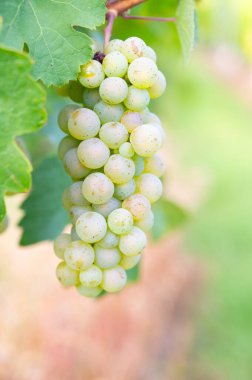 Taze olgun şarap üzümleri üzüm bağlarında yetişiyor, Trier 'de üzüm bağları, Mosel Vadisi Almanya' sında, Moselle Nehri 'nde manzara ve tarım