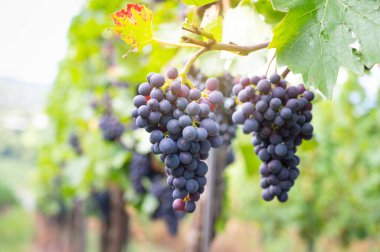 Moselle bağları, mavi olgun üzümler, üzümlerde yetişen Pinot Noir şarabı, Mosel nehri vadisi Trier, Almanya, hasat ve tarım, rhineland damak tadı