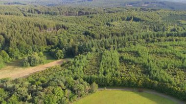 Orman manzarası, hava manzarası, ebediyen yeşil kozalaklı ağaçlar arasında seyahat Almanya 'da doğa, ekosistem ormanları, çevre