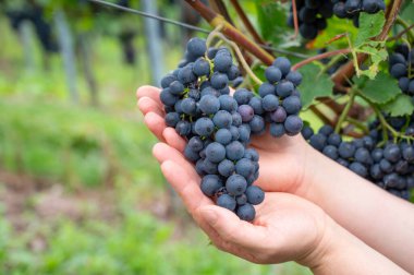 Mavi üzüm bağları, üzüm bağlarında yetişen Pinot Noir üzümleri, Trier 'de üzüm bağları, Moselle Vadisi, Almanya, Mosel Nehri' nde tarım, rhineland damak tadı.