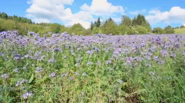 Yazın Phacelia tanacetifolia çiçeği, mavi ya da mor tansi yaprak dantelli falanca, keman boynuzlu, kır çiçekli çayır