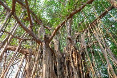 Ficus benghalensis, banyan inciri, Hindistan 'daki mangrovlar, tropik yeşil ağaç, büyük tepe örtüsü örtüsü, hava kökleri, muson ve yağmur ormanları.