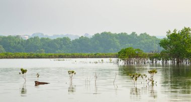 Hindistan kıyılarındaki mangrovlar, Rhizophora kızıl mangrov ormanlarını, kıyı ekosistemini, muson ve yağmur ormanlarını, sığ su ağaçlarını ezer.