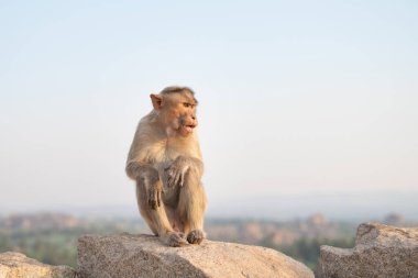 Barbar maymun, maymun rhesus maymunu Hindistan 'da bir kayanın üzerinde oturuyor, vahşi yaşam ve çevre, Hampi' de bir kayada orman ve yağmur ormanı hayvanı.