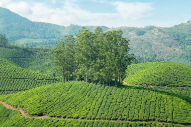 Munnar çayları, Hindistan 'daki tarlalar, Kerala' daki tarlalar, Nilgiri tepeleri, Kamelya Sansis tarımı.
