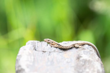 Tahta taşın üzerindeki ortak duvar kertenkelesi, Podarci duvar resmi, Kuzey Avrupa ve Kuzey Amerika 'da yaşayan sürüngen, vahşi yaşam Moselle vadisi
