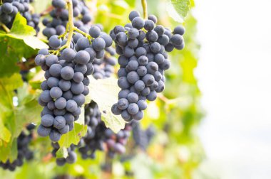 Moselle bağları, mavi olgun üzümler, üzümlerde yetişen Pinot Noir şarabı, Mosel nehri vadisi Trier, Almanya, hasat ve tarım, rhineland damak tadı