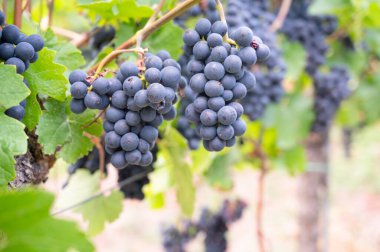 Moselle bağları, mavi olgun üzümler, üzümlerde yetişen Pinot Noir şarabı, Mosel nehri vadisi Trier, Almanya, hasat ve tarım, rhineland damak tadı