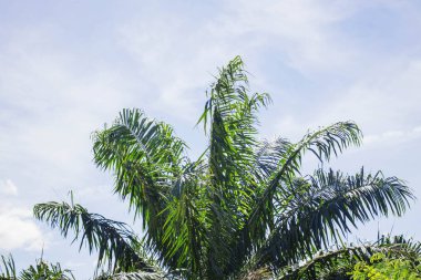 Palmiye ağaçları ile kırsal gökyüzünde.