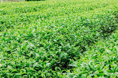 çay yaprakları yeşil arka plan ile büyüyor.