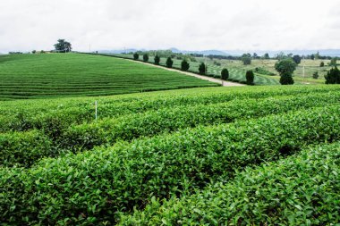 Çay plantasyon tepe üzerinde yeşil doğa ile.