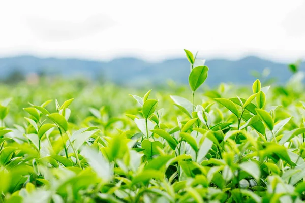 Yeşil çay yaprakları ile dağ arka plan büyüyor.