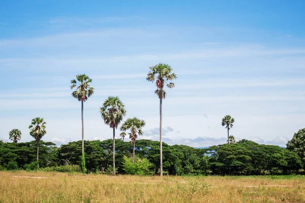 Şeker palmiye ağacı ve kırsal kesimde çimen.