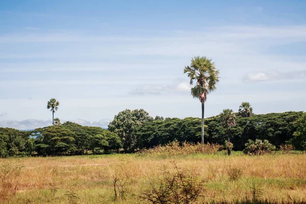 Palmbomen Weide Het Platteland — Stockfoto