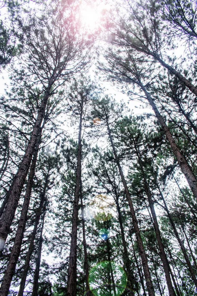 Pijnbomen Steilheid Met Zonlicht Hemel — Stockfoto