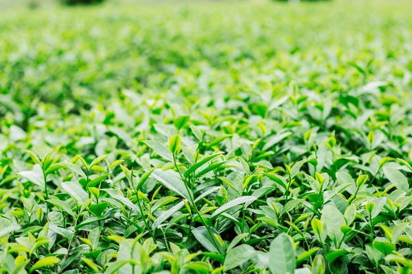 çay yaprakları ile bulanık arka plan büyüyor.