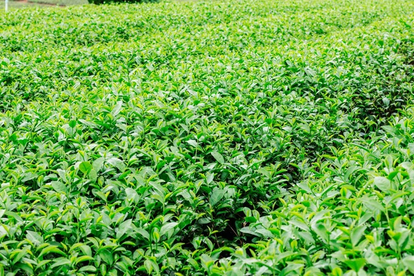 çay yaprakları yeşil arka plan ile büyüyor.