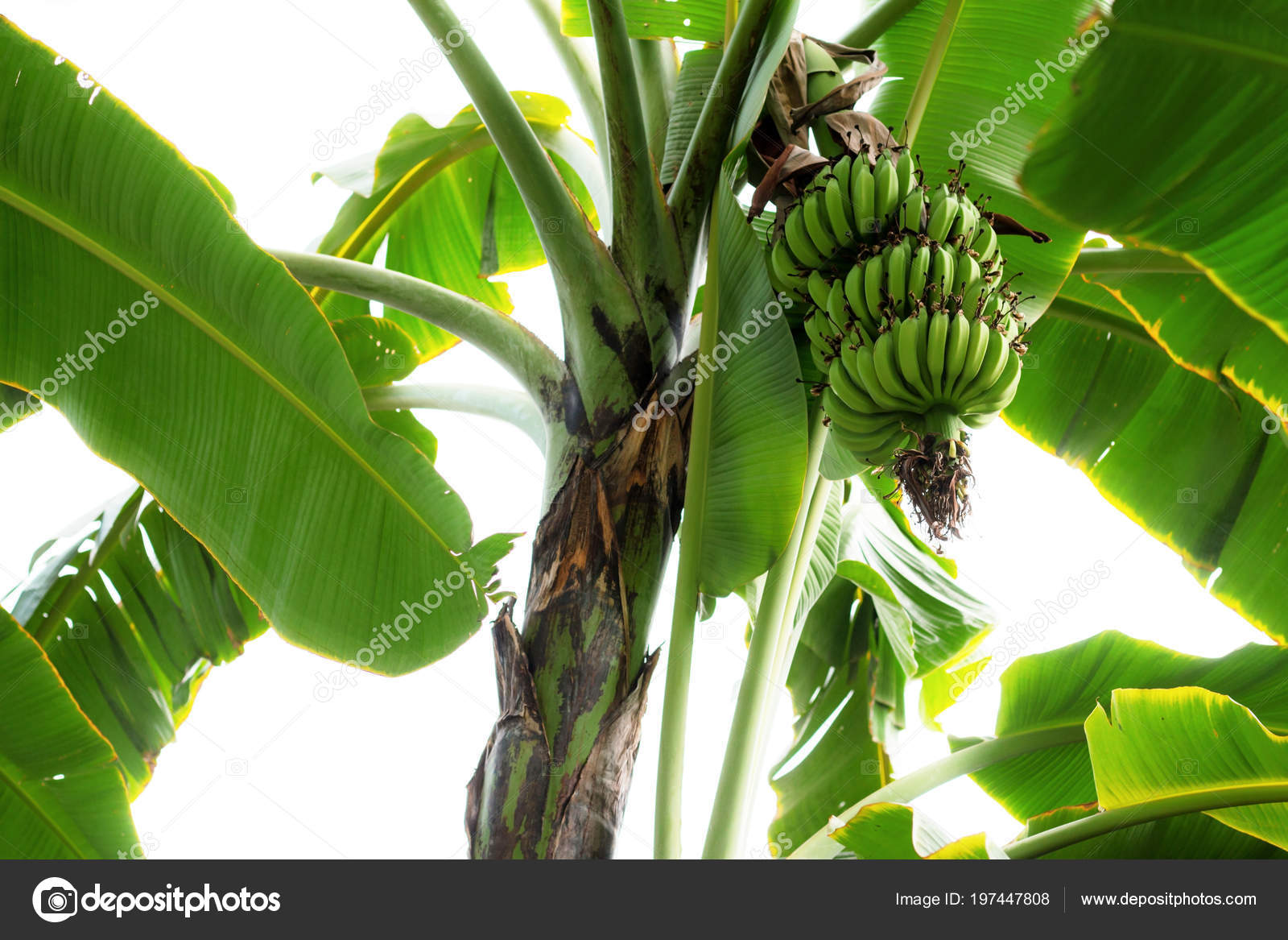 Bananas Tree Sunlight Sky — Stock Photo © start08 197447808